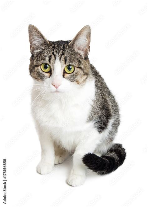 5 Tips to Care for Grey and White Tabbies