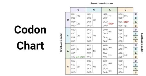 Unraveling the Code: Amino Acid Secrets