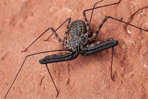 Unveiling the Secrets of Tailless Whip Scorpions