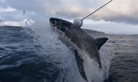 Taking A Look Back At The Most Thrilling Moments From Shark Week 2023 Animals Around The Globe Taking A Look Back At The Most Thrilling Moments From Shark Week 2023 Animals Around The Globe