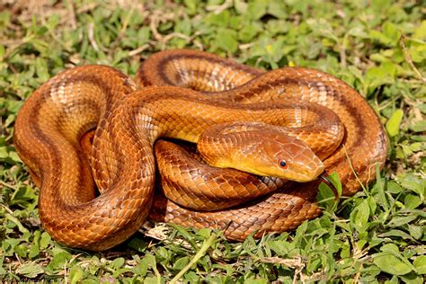 Unveiling Florida's Tan Snake Secrets