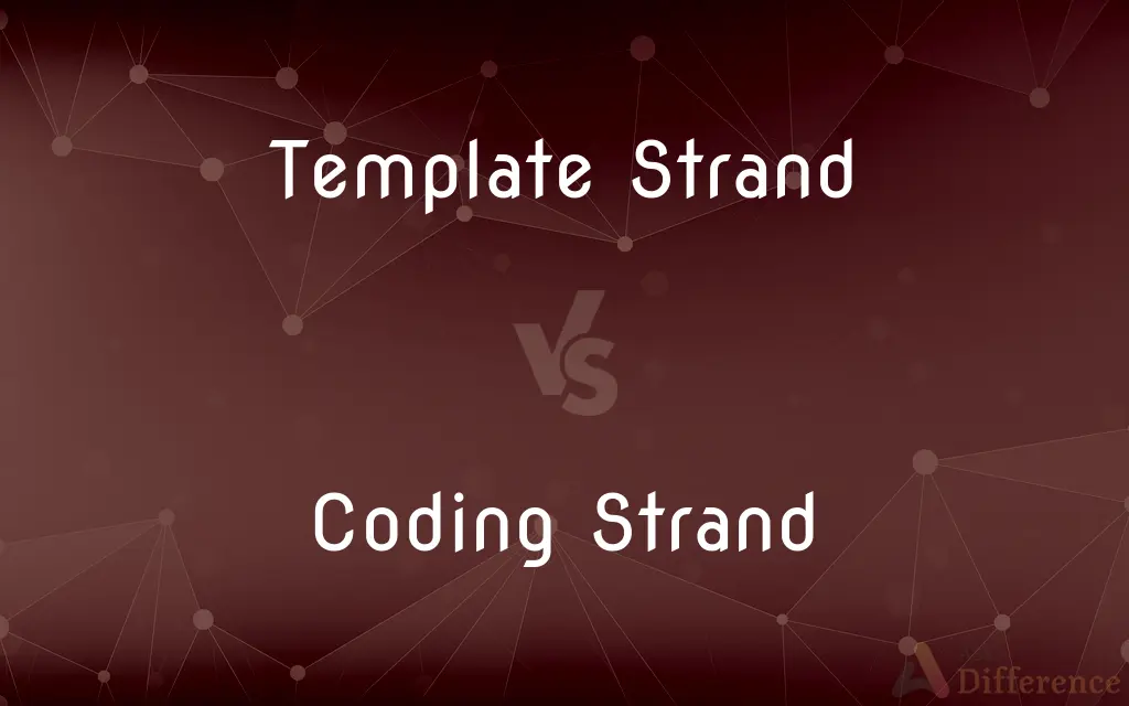 Unraveling DNA: Coding vs Template Strands
