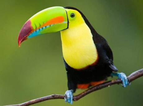 Ten Amazing Tropical Rainforest Animals Paperblog Ten Amazing Tropical Rainforest Animals Paperblog