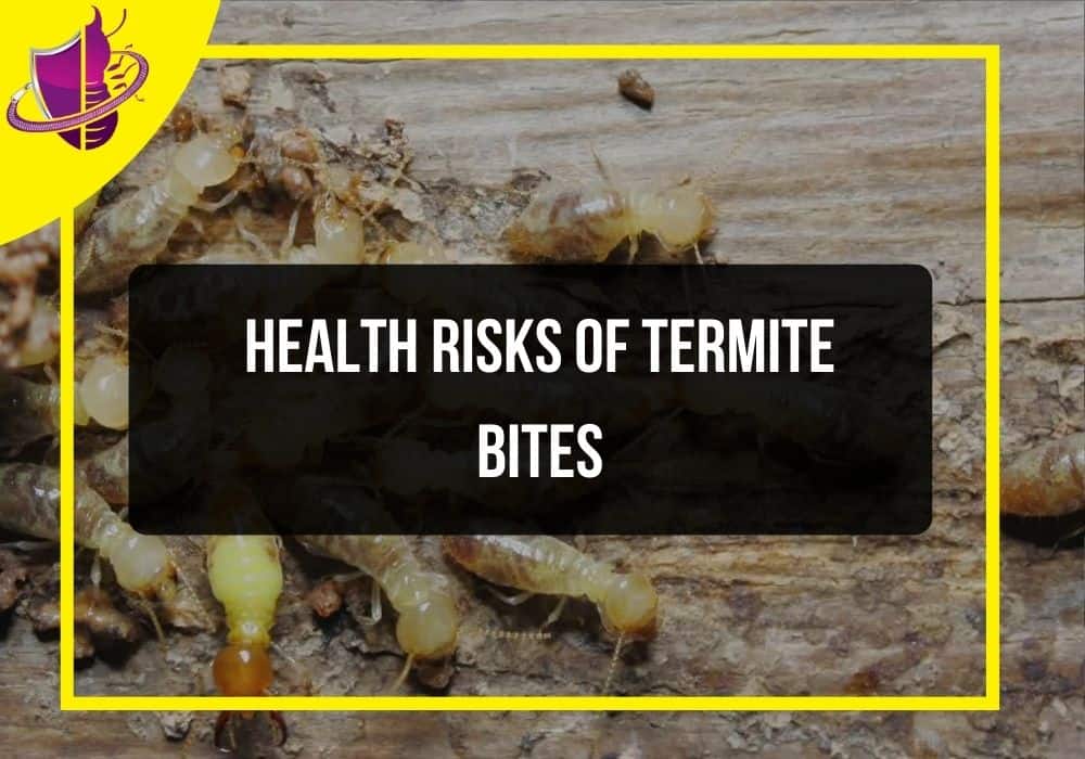 Do Termites Bite Humans?