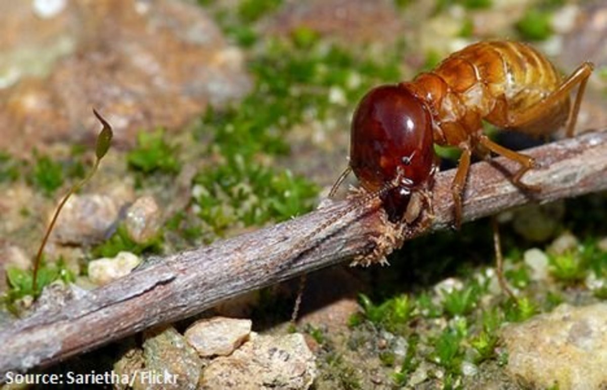 3 Ways to Prevent Termite Bites 3 Ways to Prevent Termite Bites