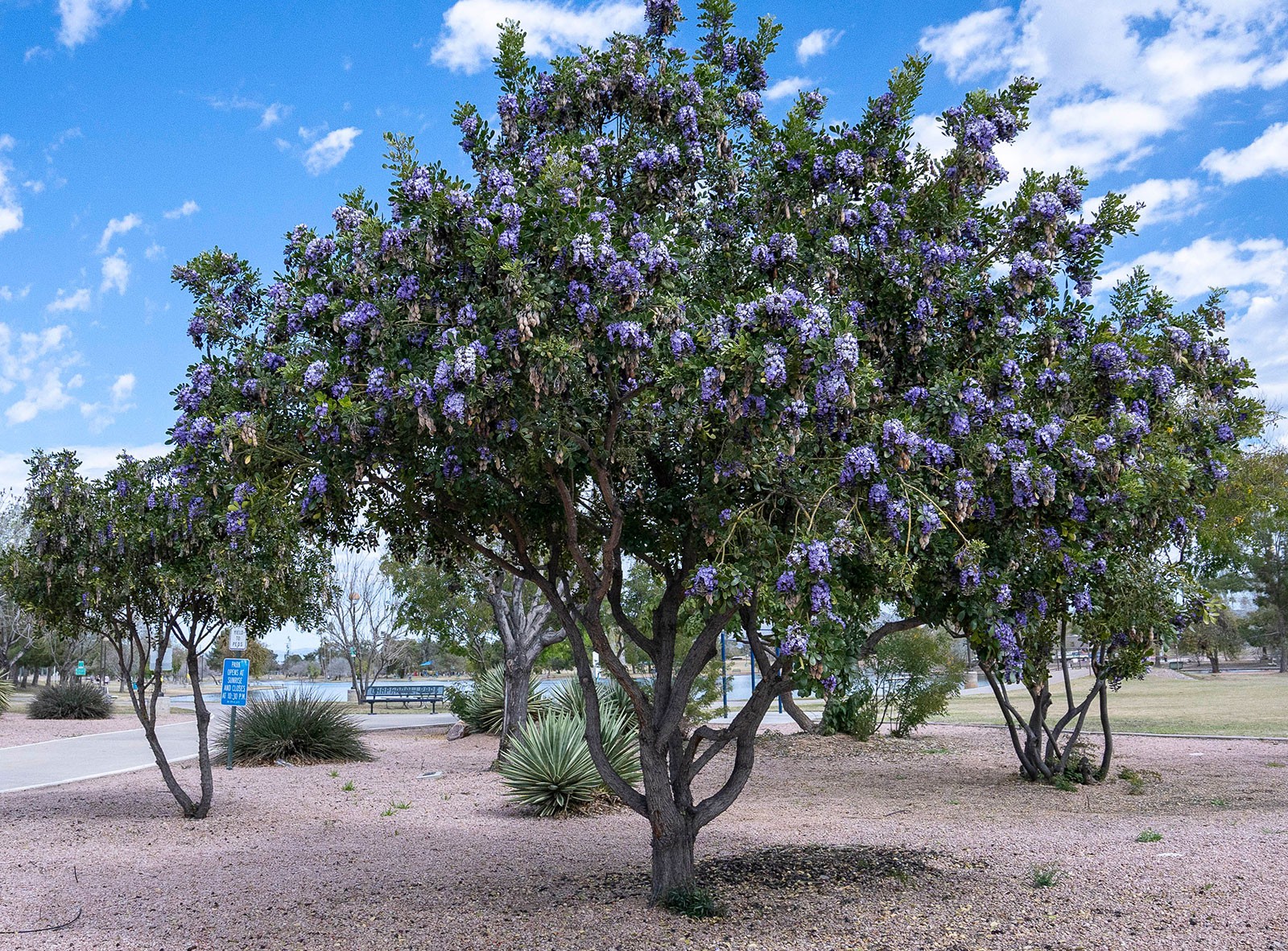How to Grow Texas Mountain Laurels