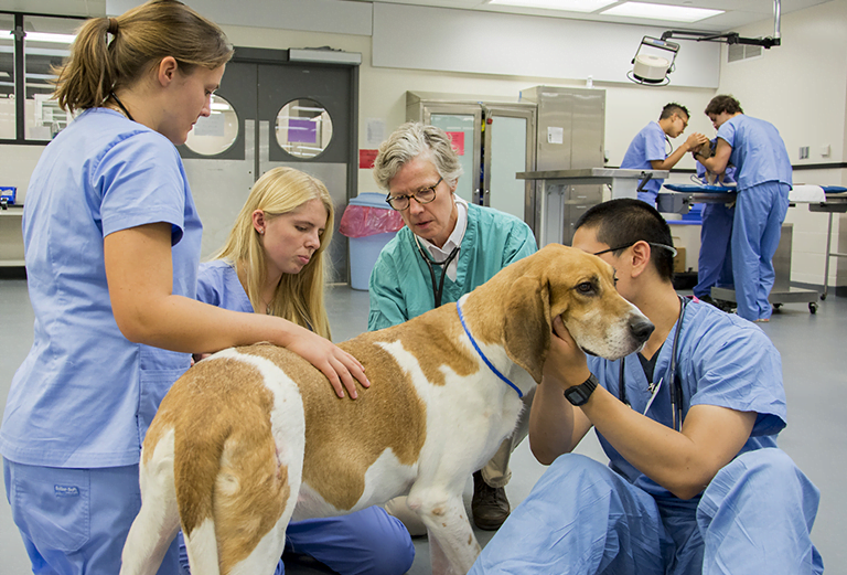 The 10 Best Veterinary Schools In The Us Best College Admission The 10 Best Veterinary Schools In The Us Best College Admission