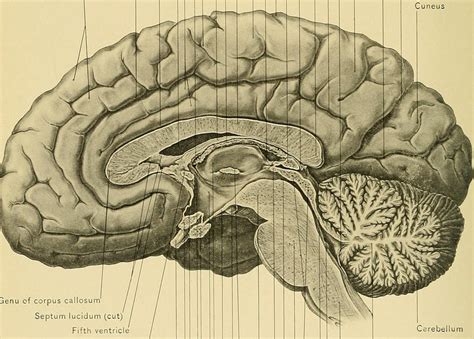 Arbor Vitae: Unveiling the Brain's Lifeline
