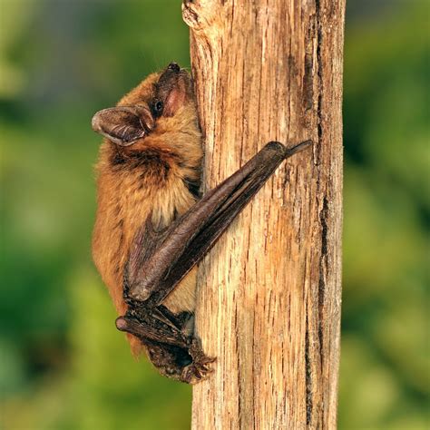 The Benefits Of Bats In The Garden Hgtv