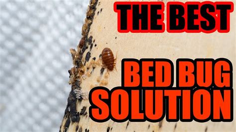 The Best Bed Bugs Treatment At Nichelle Hock Blog The Best Bed Bugs Treatment At Nichelle Hock Blog