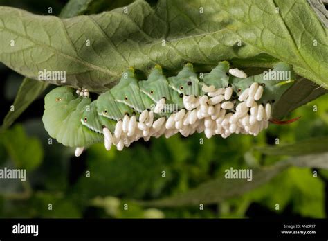 Natural Enemies: Braconid Wasp vs. Tomato Hornworm