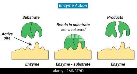 The Combination Formed By An Enzyme And Its Substrates Is Called The The Combination Formed By An Enzyme And Its Substrates Is Called The