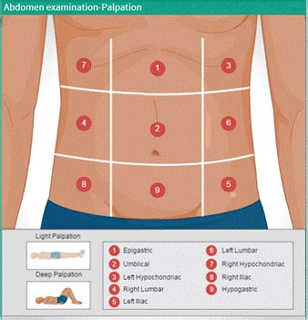 The Comprehensive Guide To Abdominal Palpation Technique Diagnosis The Comprehensive Guide To Abdominal Palpation Technique Diagnosis