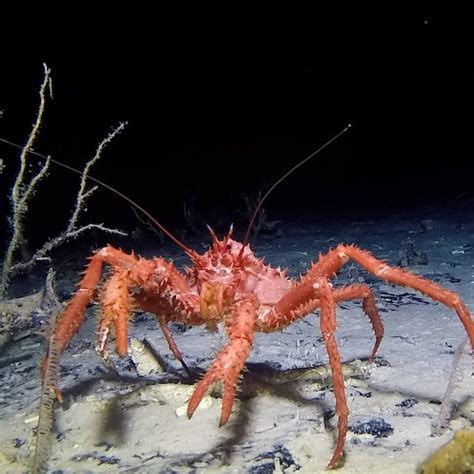 The Deep Sea Dwellers Of The Southern Ocean Australian Antarctic The Deep Sea Dwellers Of The Southern Ocean Australian Antarctic