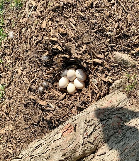 The Duck And The Egg Unraveling Life S Timeless Mystery By B R The Duck And The Egg Unraveling Life S Timeless Mystery By B R