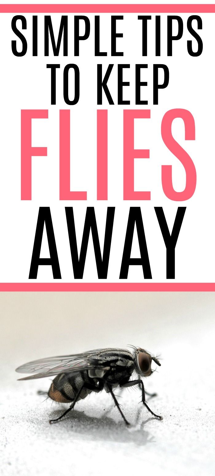 The Easiest Way To Keep Flies Away Artofit The Easiest Way To Keep Flies Away Artofit