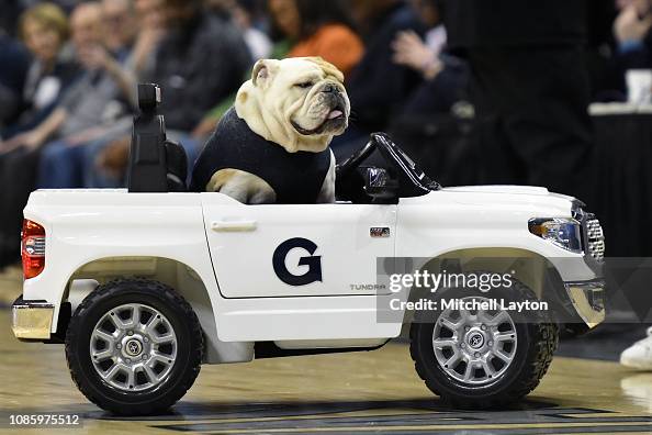 The Georgetown Hoyas Mascot Jack The Bulldog Drives His Car During A The Georgetown Hoyas Mascot Jack The Bulldog Drives His Car During A