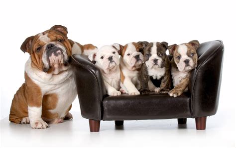 The Great British Bulldog Blogs The Great British Bulldog Blogs