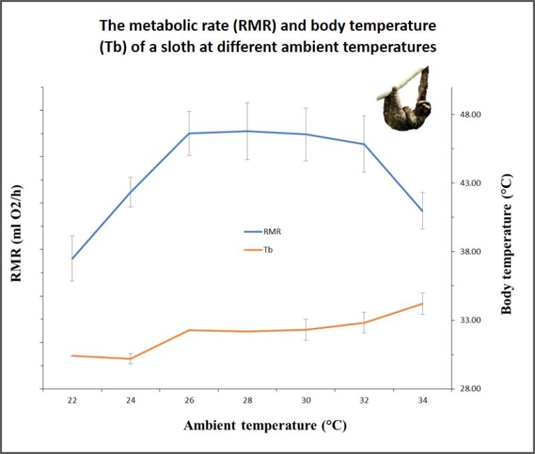 The Metabolic Response Of The Bradypus Sloth To Temperature Peerj The Metabolic Response Of The Bradypus Sloth To Temperature Peerj