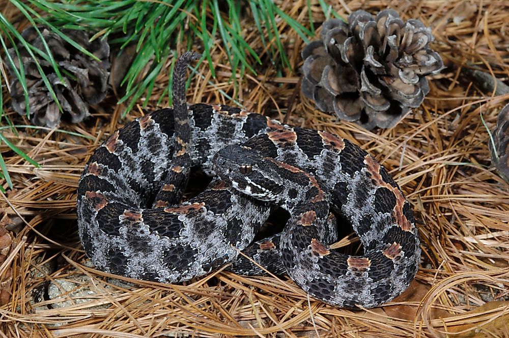 The Most Venomous Snakes Of Florida Worldatlas The Most Venomous Snakes Of Florida Worldatlas