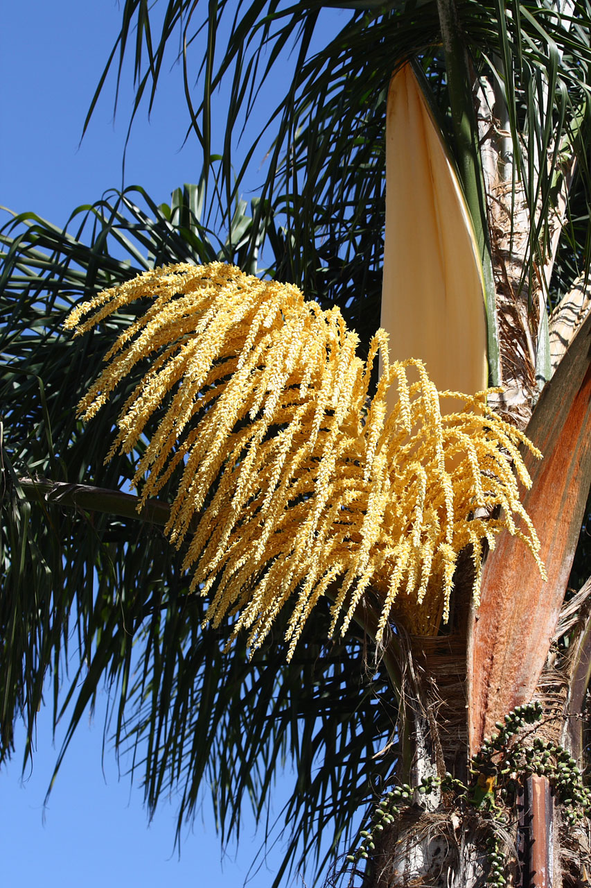 The Queen Palm A Decorative Tree With Edible Treats The Queen Palm A Decorative Tree With Edible Treats
