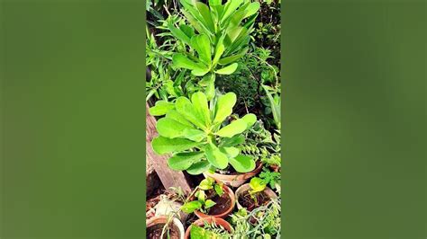 The Secret Life Of Nature Unveiling The Mysteries Of Plants Mr Think Tv Youtube The Secret Life Of Nature Unveiling The Mysteries Of Plants Mr Think Tv Youtube