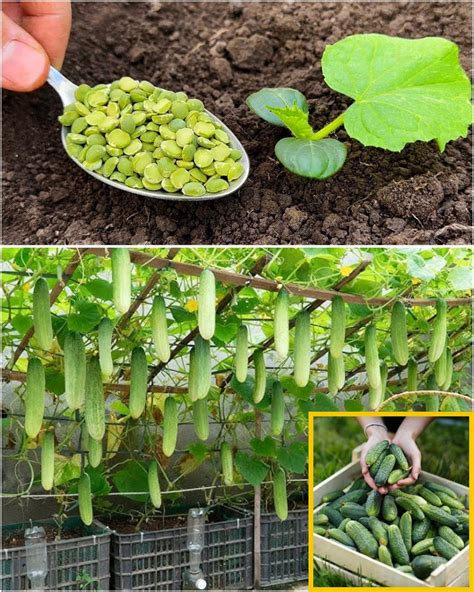The Ultimate Guide To Growing Exceptional Cucumbers News Today The Ultimate Guide To Growing Exceptional Cucumbers News Today