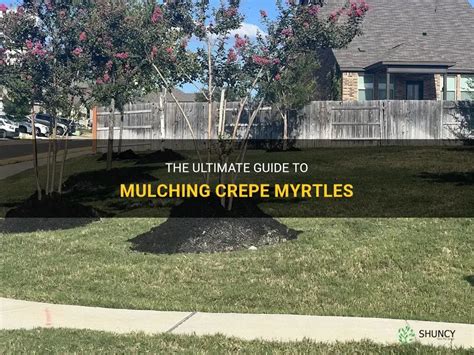 The Ultimate Guide To Mulching Crepe Myrtles Shuncy The Ultimate Guide To Mulching Crepe Myrtles Shuncy