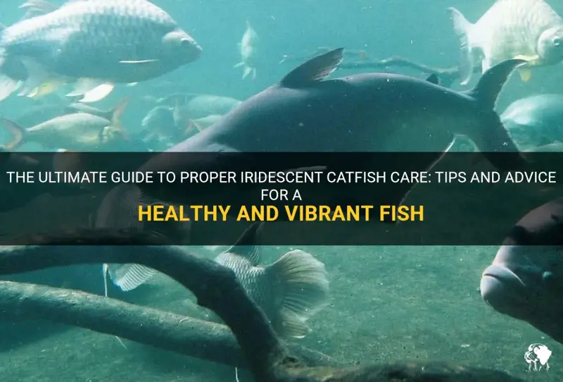 The Ultimate Guide To Proper Iridescent Catfish Care Tips And Advice The Ultimate Guide To Proper Iridescent Catfish Care Tips And Advice