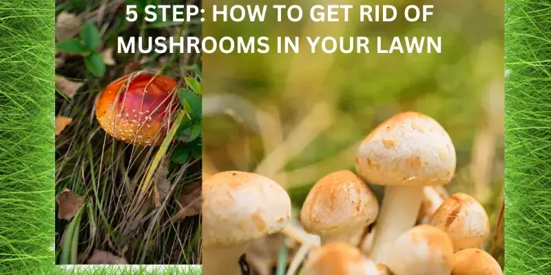 The Ultimate Solution Getting Rid Of Mushrooms In Your Lawn The Ultimate Solution Getting Rid Of Mushrooms In Your Lawn