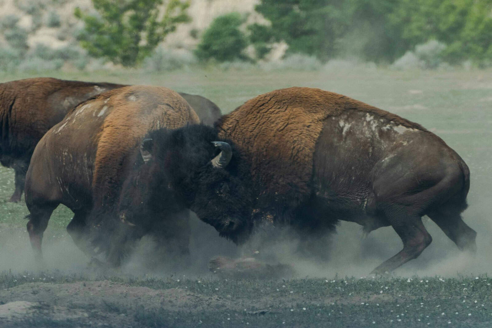 The Unexpected Link Between Bison And Grassland Restoration Animals The Unexpected Link Between Bison And Grassland Restoration Animals