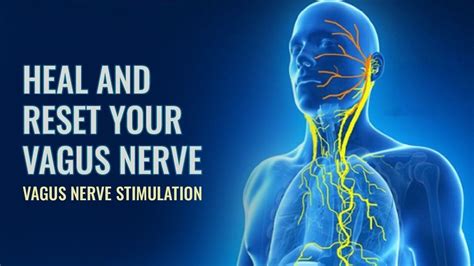 The Vagus Nerve A Key Player In Mind Body Connection And Well Being The Vagus Nerve A Key Player In Mind Body Connection And Well Being
