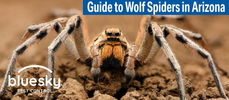 The Wolf Spiders In Arizona Guide Are They Venomous The Wolf Spiders In Arizona Guide Are They Venomous
