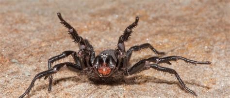The World S Most Venomous Spider Az Animals The World S Most Venomous Spider Az Animals