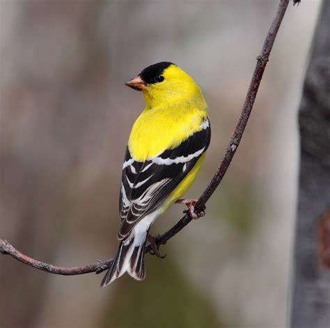 Unveiling the Secrets of the Yellow Birds