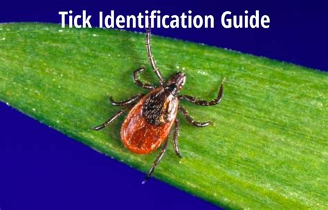 Tick Identification A Guide To Common Types With Photos Owlcation