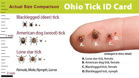 4 Tips for Tick Identification in Ohio