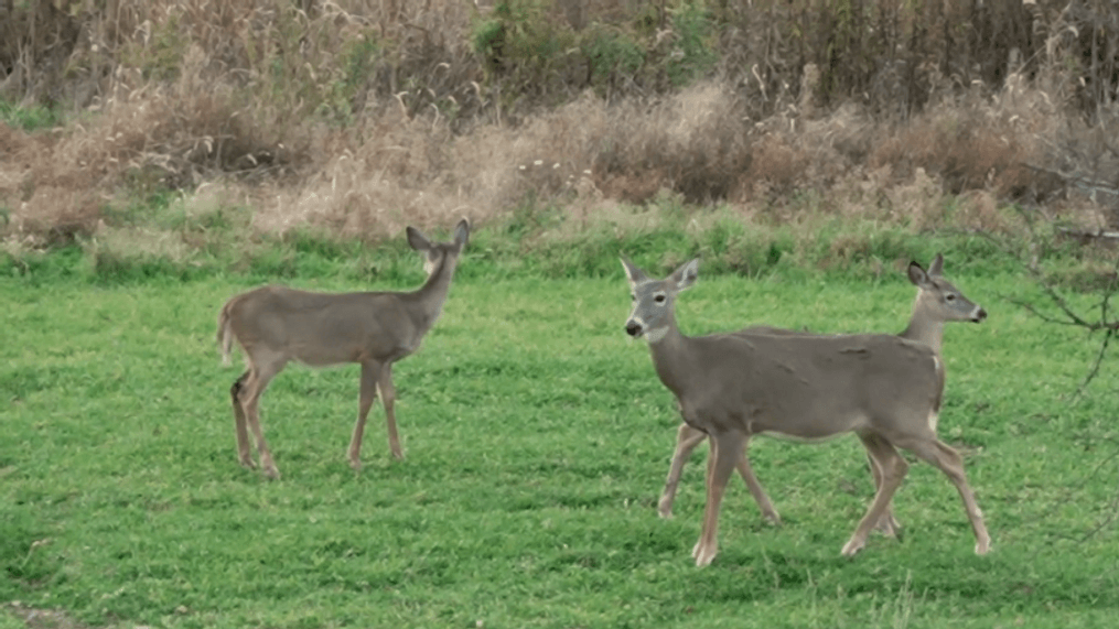 Tick Prevention And Deer Populations Unraveling The Lyme Disease Conundrum Tick Prevention And Deer Populations Unraveling The Lyme Disease Conundrum