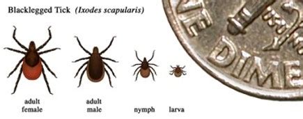 Tickborne Diseases In Ohio