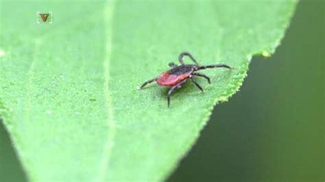 The Ultimate Guide to Ticks in Denver