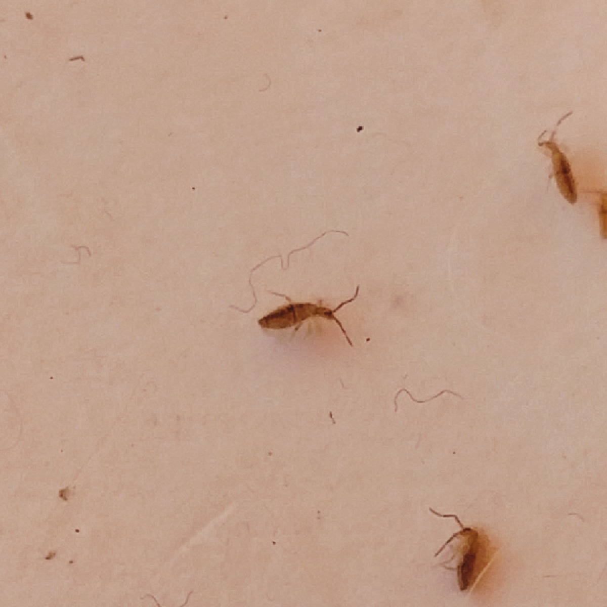 Unveiling the Mystery of Tiny Brown Red Bugs Unveiling the Mystery of Tiny Brown Red Bugs