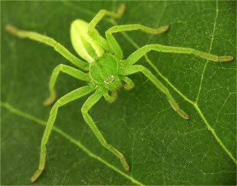 The Tiny Green Spider: A Poisonous Predator?