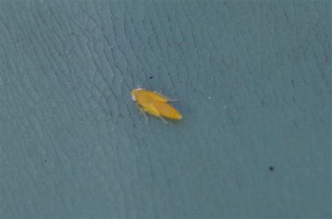 Tiny Yellow Bugs Tiny Yellow Bugs