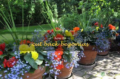 Tips For Pruning Begonias A Step By Step Guide Shuncy Tips For Pruning Begonias A Step By Step Guide Shuncy