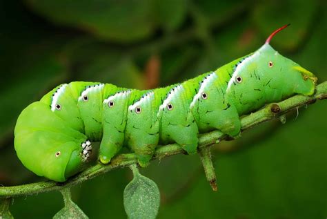 The Life Cycle of Tomato Bugs