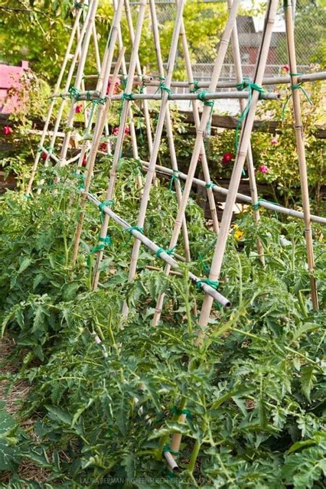 5 Ways to Support Tomato Plants