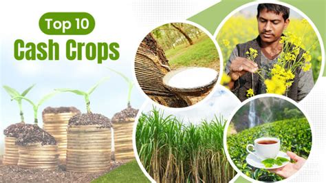 Top 10 Cash Crops In India List Of Best Commercial Crops Top 10 Cash Crops In India List Of Best Commercial Crops