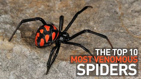 Top 10 Most Poisonous Spiders In The World Youtube Top 10 Most Poisonous Spiders In The World Youtube