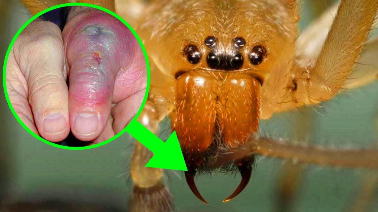 Top 10 Most Venomous And Deadly Spiders In The World Youtube Top 10 Most Venomous And Deadly Spiders In The World Youtube