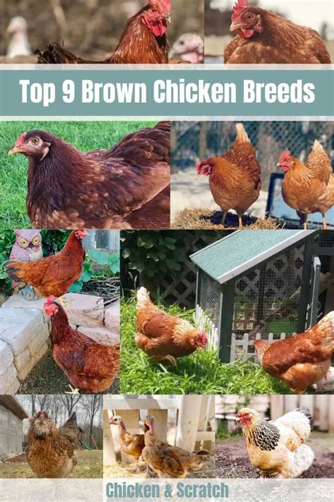 Top 9 Brown Chicken Breeds With Pictures Top 9 Brown Chicken Breeds With Pictures